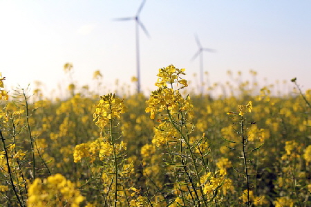 field-of-rapeseeds-1816847_640